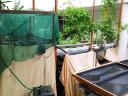 Aquaponic micro vegetable production system for sale