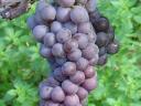 Muskotályos szőlő bornak és pálinkának eladó a Mátrai borvidékről