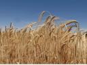 BIO winter barley, this year's harvest