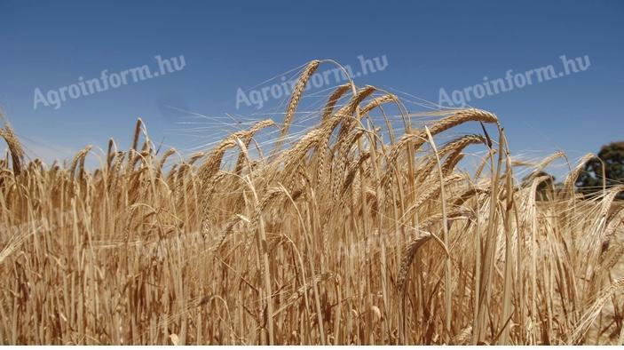 BIO winter barley, this year's harvest