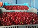 Вишње грозд на продају у великим количинама