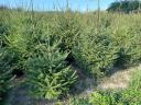 Pine for Christmas tree for sale, spruce, nordmann, silver fir