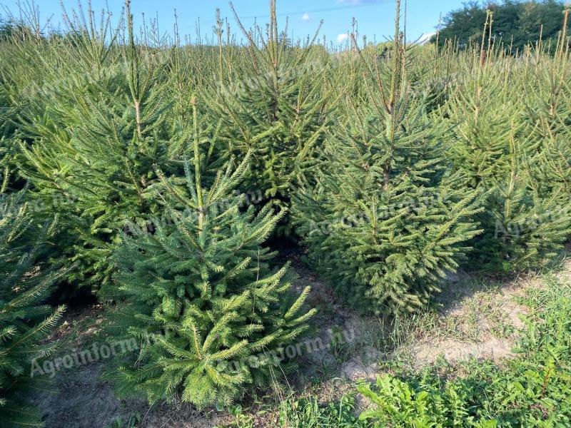 Pine for Christmas tree for sale, spruce, nordmann, silver fir