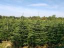 Pine for Christmas tree for sale, spruce, nordmann, silver fir