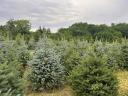 Pine for Christmas tree for sale, spruce, nordmann, silver fir