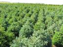 Pine for Christmas tree for sale, spruce, nordmann, silver fir