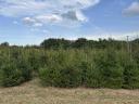 Pine for Christmas tree for sale, spruce, nordmann, silver fir