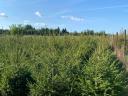 Pine for Christmas tree for sale, spruce, nordmann, silver fir