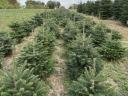 Pine for Christmas tree for sale, spruce, nordmann, silver fir