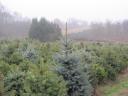 Pine for Christmas tree for sale, spruce, nordmann, silver fir
