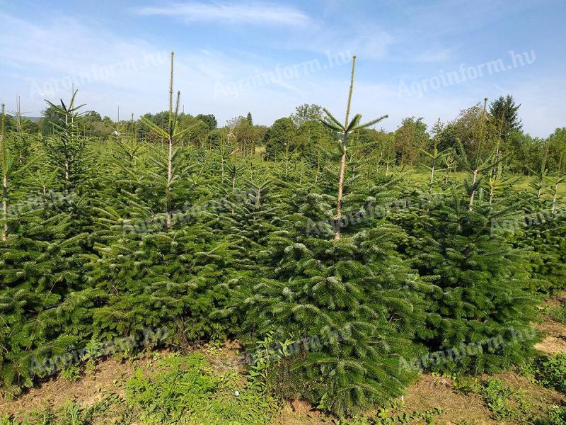 Beautiful Christmas tree, pine tree, nordmann, spruce for sale