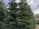 Beautiful Christmas tree, pine tree, nordmann, spruce for sale