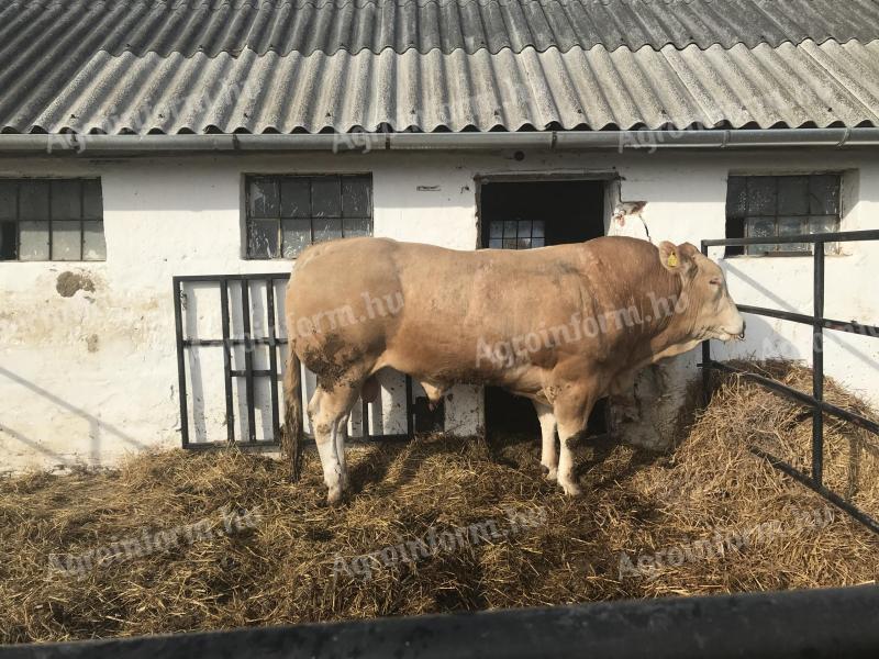 Blonde d' aquitaine tenyészbikák,  üszők