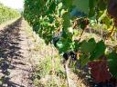 Kékfrankos-, Merlot-, Cabernet- und Syrah-Trauben aus den hervorragenden Weinbergen von Eger zum Verkauf