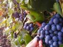 Hrozno Kékfrankos, Merlot, Cabernet a Syrah na predaj z vynikajúcich viníc Eger