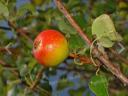 Wildes Obst verfügbar