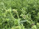 BIOKONTROLL pelete ecologice LUCERNA în cantități mari, proteine: 31,1 g/100 g, 3000 tone
