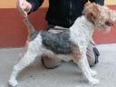 Drótszörű foxterrier jellegű kanok fedeznek