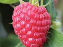 Raspberries for sale