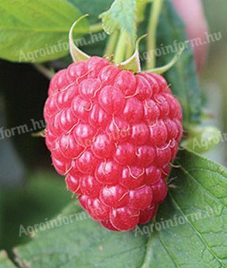 Raspberries for sale