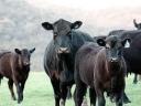 Feed your animals this effective way