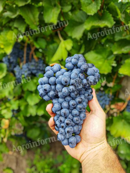 Blaue Franc-Trauben zu verkaufen