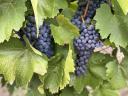 Blue Franc grapes for sale