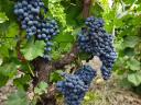 Winogrona Blue Franc na sprzedaż