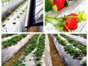 2024 - New developments in horticultural films