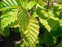 Hornbeam seedling