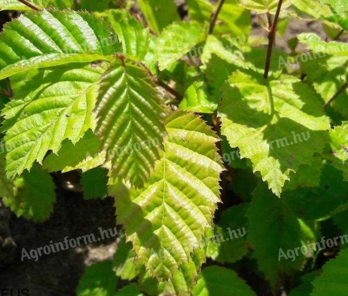 Hornbeam seedling