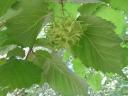 Turkish hazelnut seedling