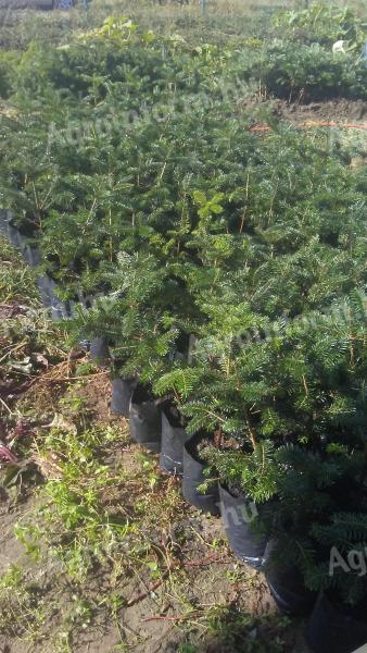 Container pine saplings for sale (normand, spruce, silver, serbluc, forest, black)