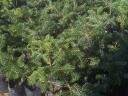 Container pine saplings for sale (normand, spruce, silver, serbluc, forest, black)