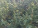 Container pine saplings for sale (normand, spruce, silver, serbluc, forest, black)