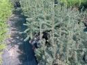 Container pine saplings for sale (normand, spruce, silver, serbluc, forest, black)