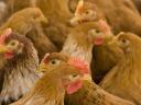 Chicken weighing 2,5 kg for municipalities, slaughterhouses, private individuals