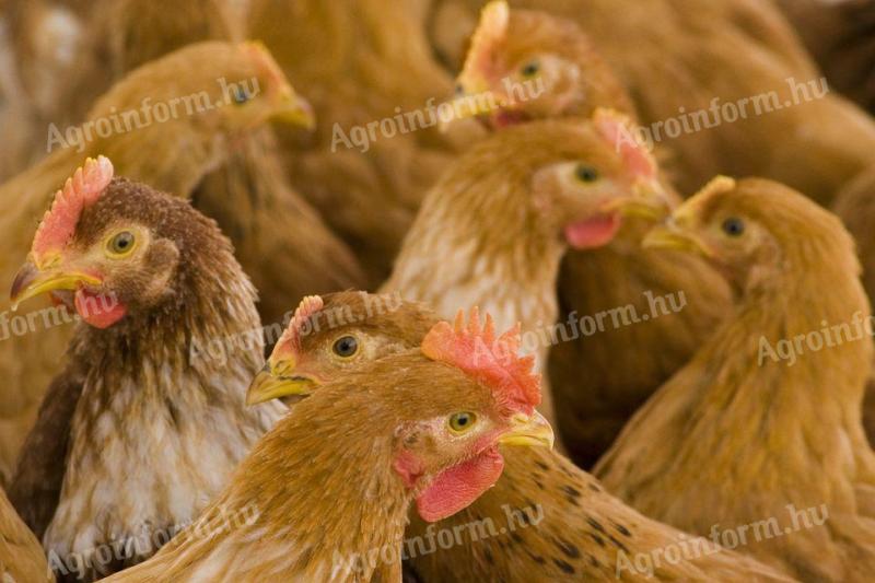 Chicken weighing 2,5 kg for municipalities, slaughterhouses, private individuals