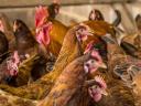 Chicken weighing 2,5 kg for municipalities, slaughterhouses, private individuals