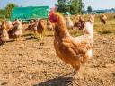 Chicken weighing 2,5 kg for municipalities, slaughterhouses, private individuals