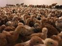 Chicken weighing 2,5 kg for municipalities, slaughterhouses, private individuals