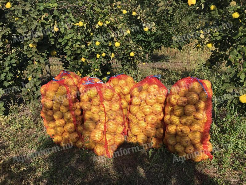 Quince, quince lettuce for sale from producer