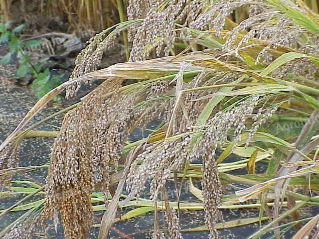 Millet seeds for sale, cleaned, bagged