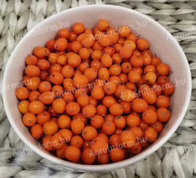 Sea buckthorn for sale