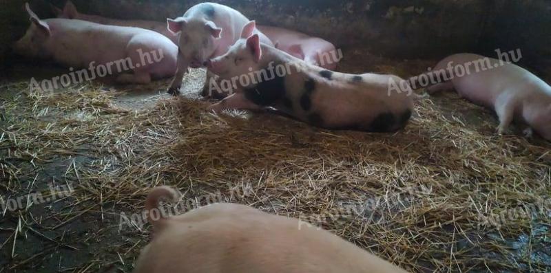 На продају тов свиња, прасади, прасади