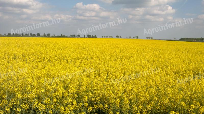 Szántóföldet Bérelnék KARDOS 30km-es körzetében