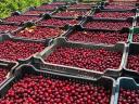 Gypsy gooseberries, apricots, Somolya cherries, plums for sale as mash