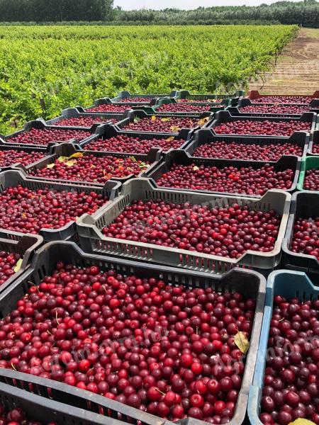 Cikánský angrešt, meruňky, třešně Somolya, švestky na prodej jako kaše