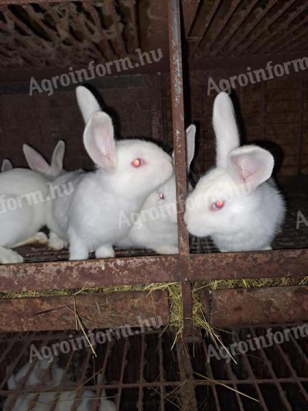 Kaninchen zum Verkauf in Szolnok, auch zum Kochen bereit