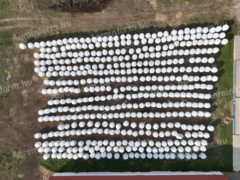 Bio ökológiai prémium minőségű lucerna,  csomagolt bála,  600 db,  500 kg feletti